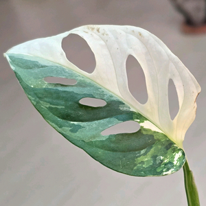 몬스테라 아큐미나타 바리에가타