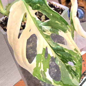 몬스테라 아큐미나타 바리에가타