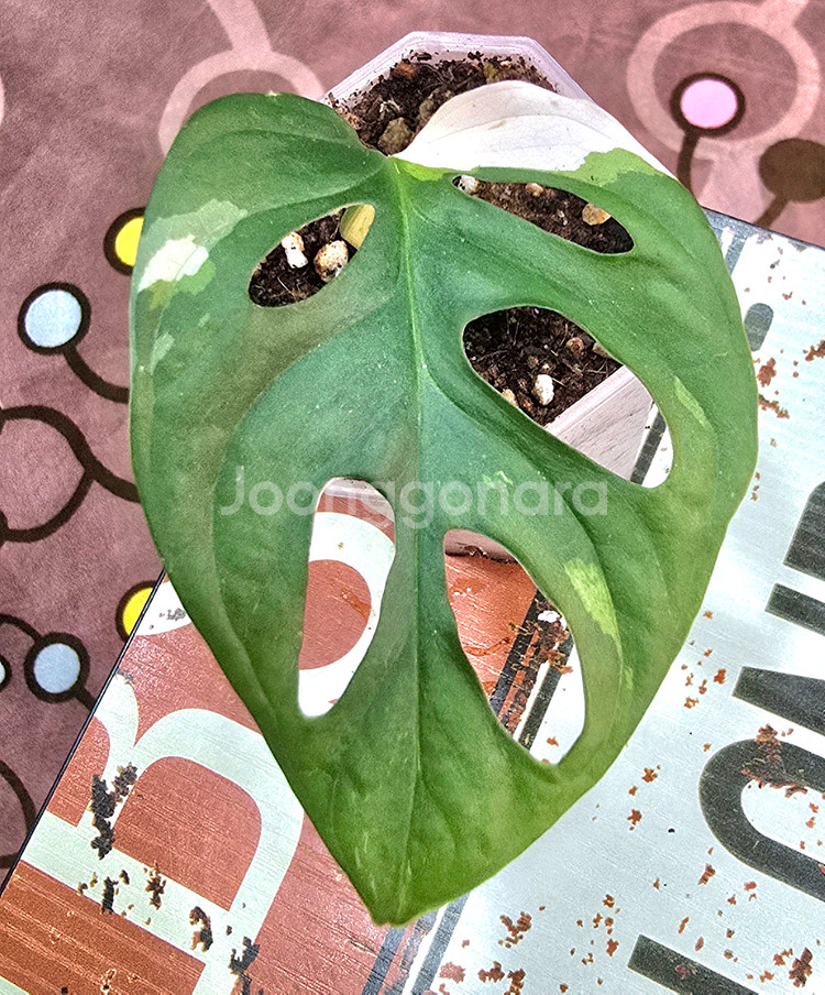 몬스테라 아큐미나타 바리에가타--0