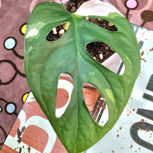 몬스테라 아큐미나타 바리에가타