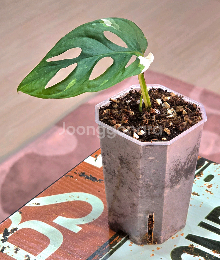 몬스테라 아큐미나타 바리에가타--1