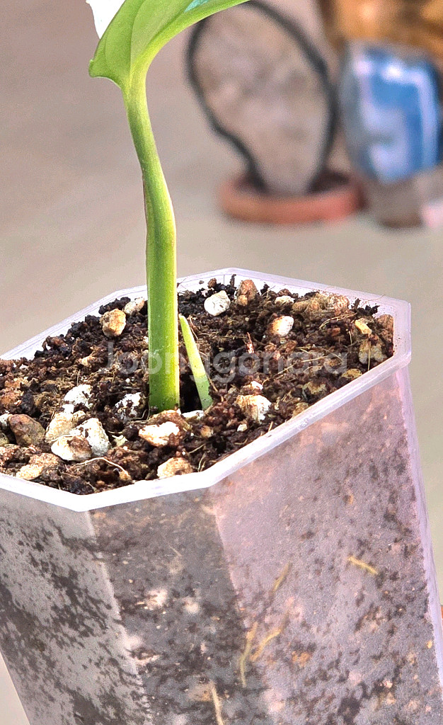 몬스테라 아큐미나타 바리에가타--2