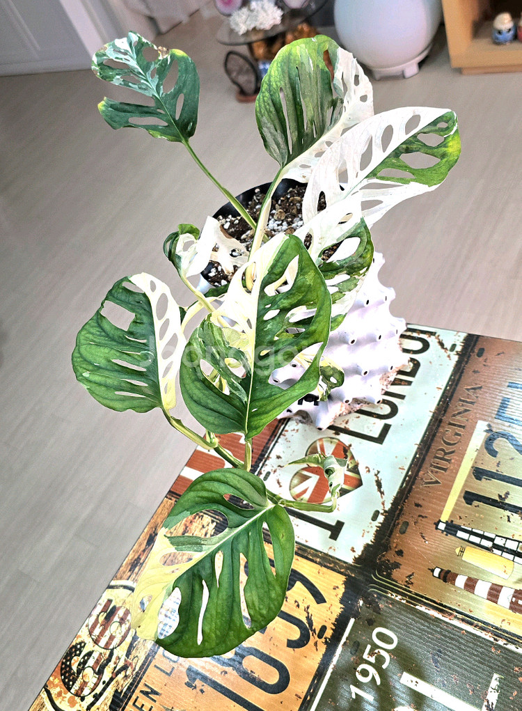 몬스테라 아큐미나타 바리에가타--3