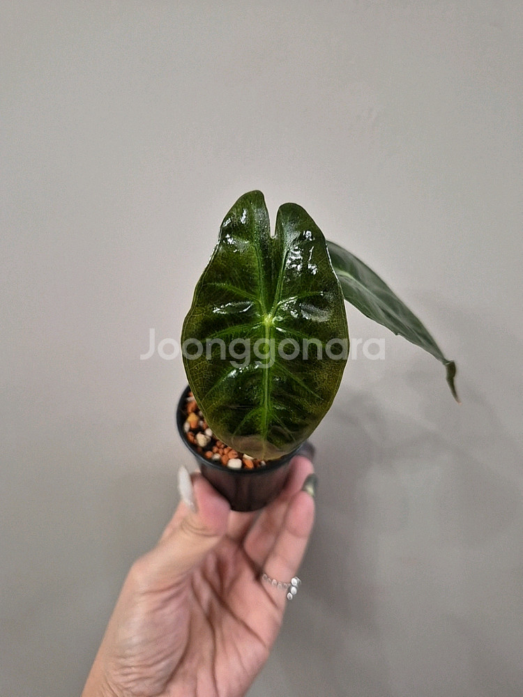 알로카시아 핑크드레곤--0