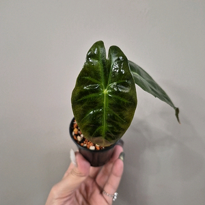 알로카시아 핑크드레곤