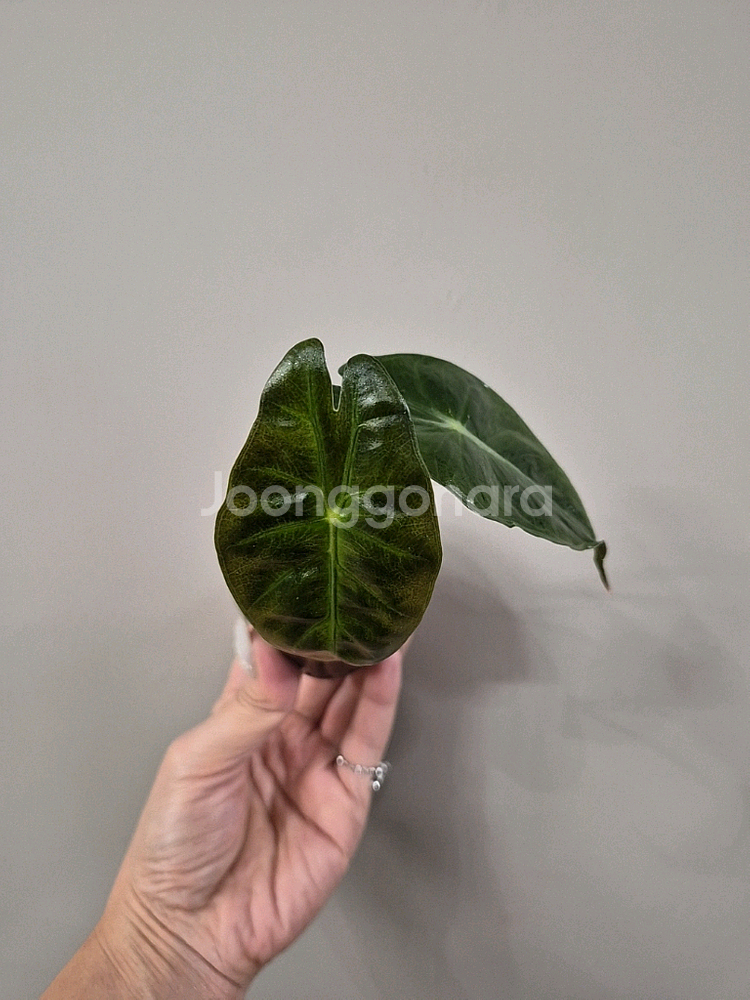 알로카시아 핑크드레곤--1