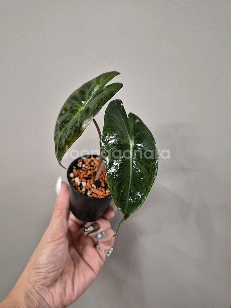 알로카시아 핑크드레곤--2