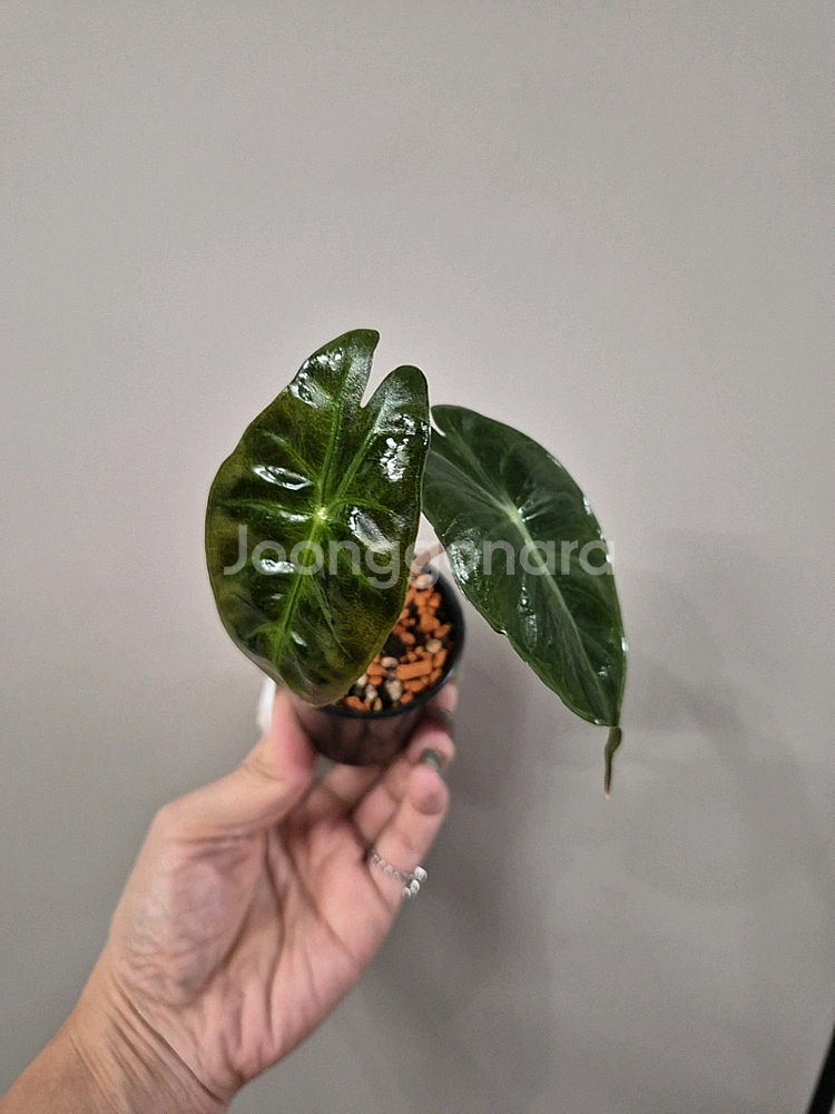 알로카시아 핑크드레곤--3