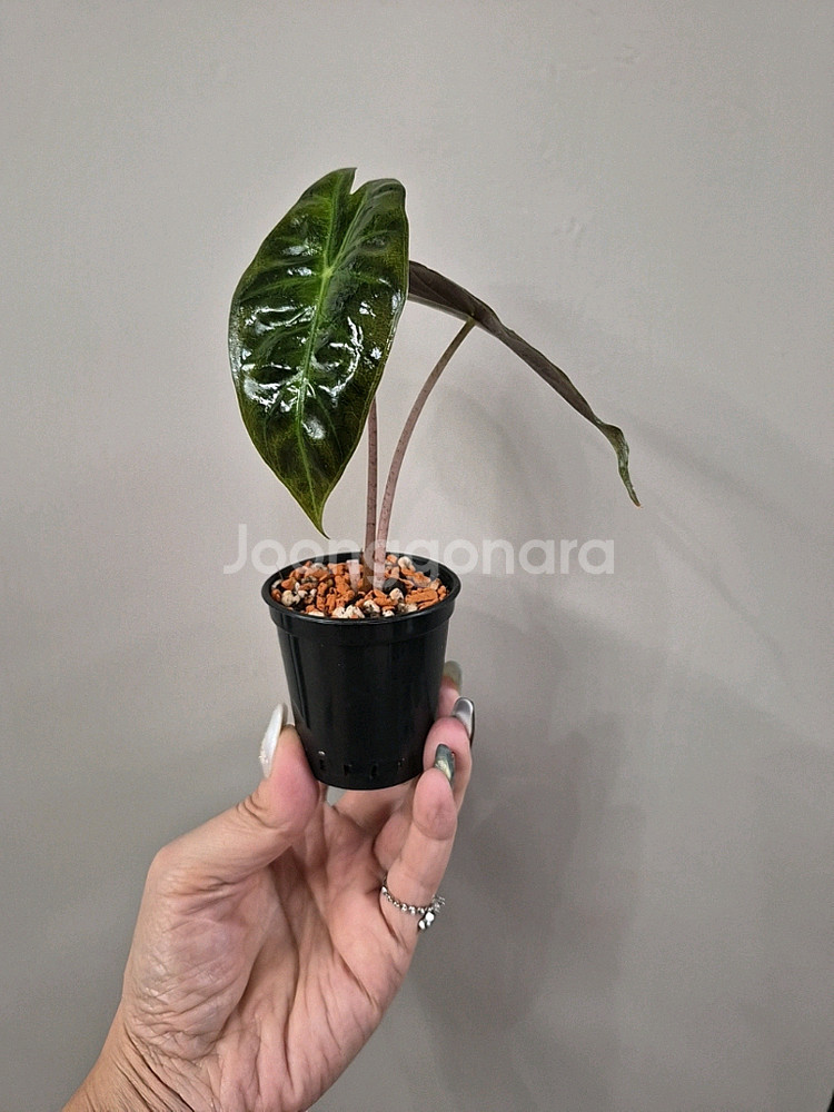 알로카시아 핑크드레곤--4