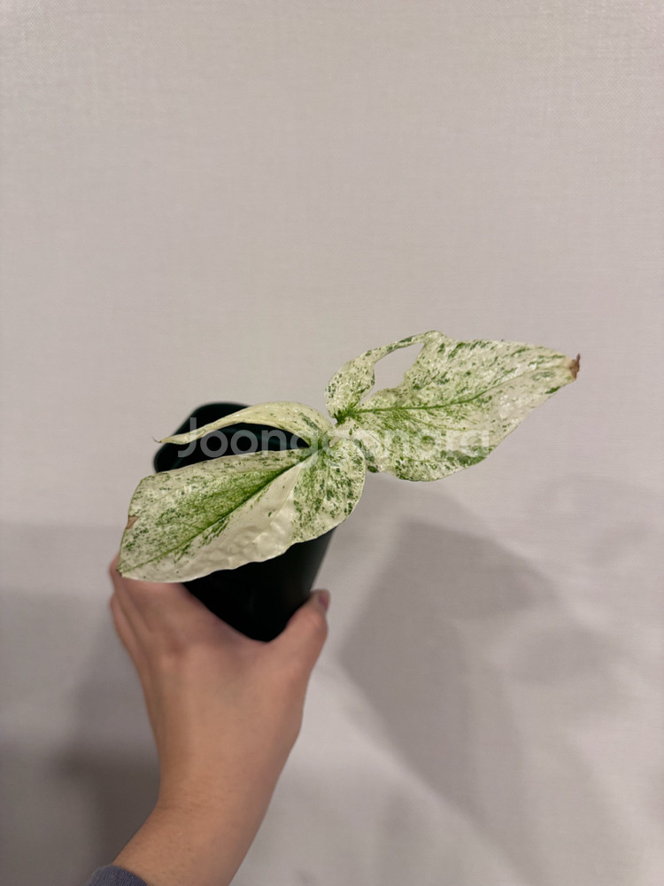 지펠리아넘 바리에가타--0