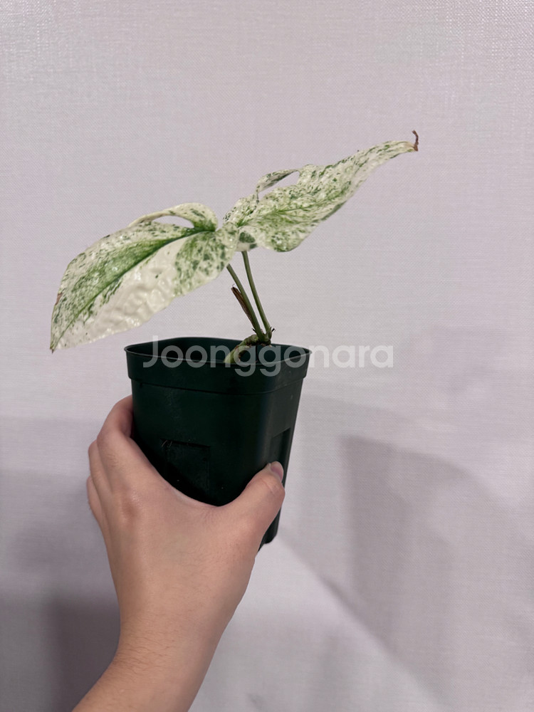 지펠리아넘 바리에가타--1