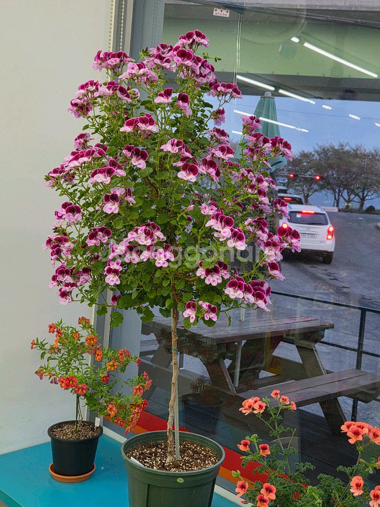 제라늄 (콴탁메티 ㆍ그랑파소부르노)--0