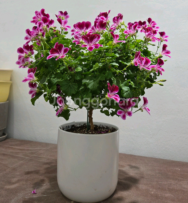 제라늄 (콴탁메티 ㆍ그랑파소부르노)--1