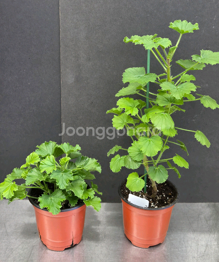 제라늄 (콴탁메티 ㆍ그랑파소부르노)--2