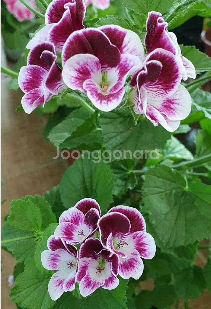 제라늄 (콴탁메티 ㆍ스위디스엔젤)--1