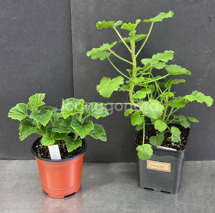 제라늄 (콴탁메티 ㆍ스위디스엔젤)--2