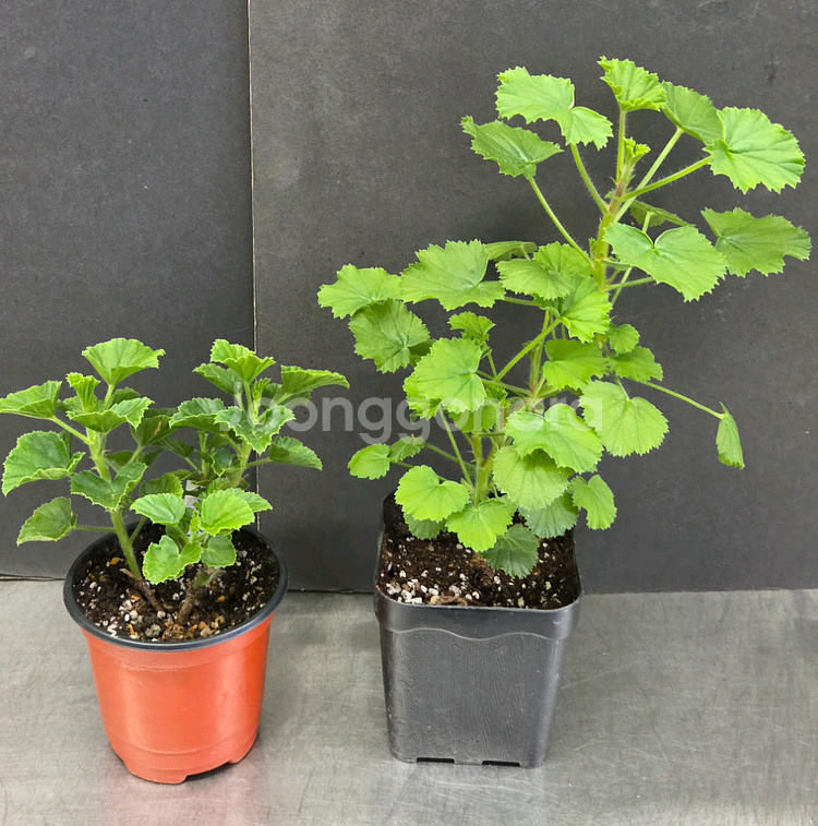 제라늄 (콴탁메티 ㆍ스위디스엔젤)--3