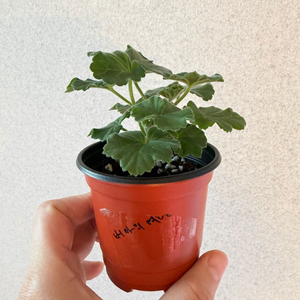 러시아제라늄3종_버마의여왕 피치어벤츄리 yu올레샤