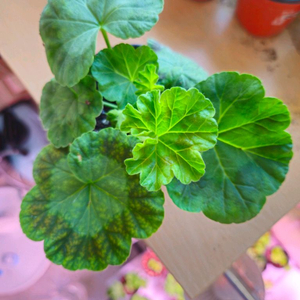 유지스페르세이 러시아제라늄