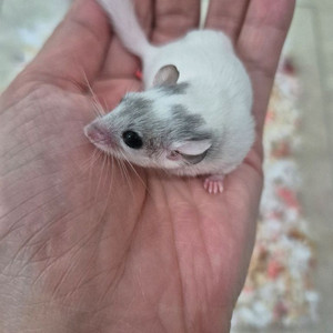 피그미다람쥐+용품