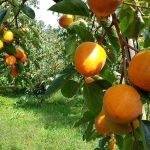 연말세일 50박스 영암 특산물 금정 대봉감 달고 찰져요