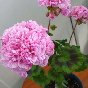 제라늄 4종 좋을소풍,봄이블라섬,빛보예,봄날엔