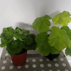 볼빨간소녀.몽이랑.제라늄