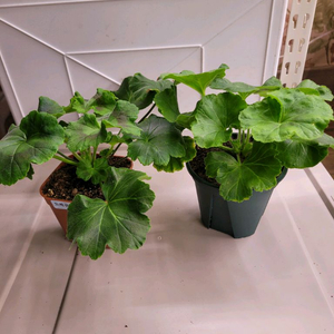 제라늄2종-드래곤앤로즈,퍼펙트러브