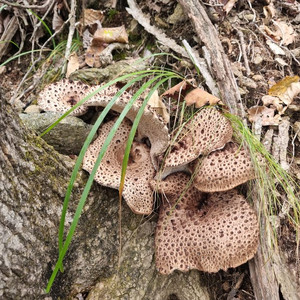 18년식올뉴pcx순정머플러 삽니다