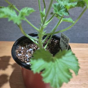 버뮤다핑크 제라늄(리갈제라늄)