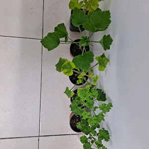 리갈제라늄5종세트