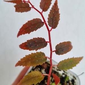 베고니아 프테리디포미스 레드 위드 화이트 스팟