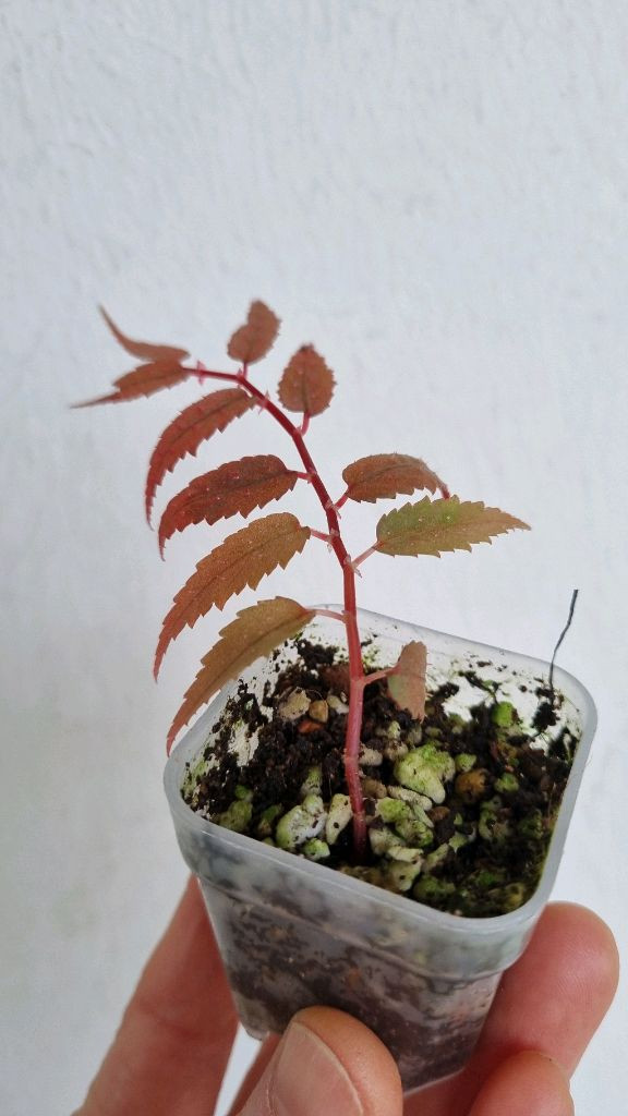 베고니아 프테리디포미스 레드 위드 화이트 스팟--1