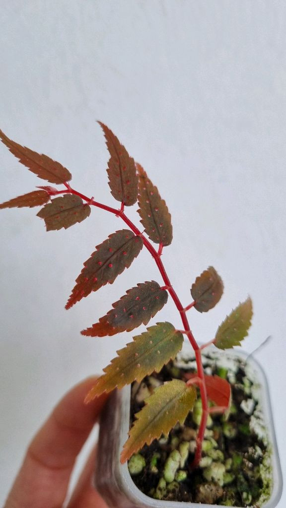 베고니아 프테리디포미스 레드 위드 화이트 스팟--2