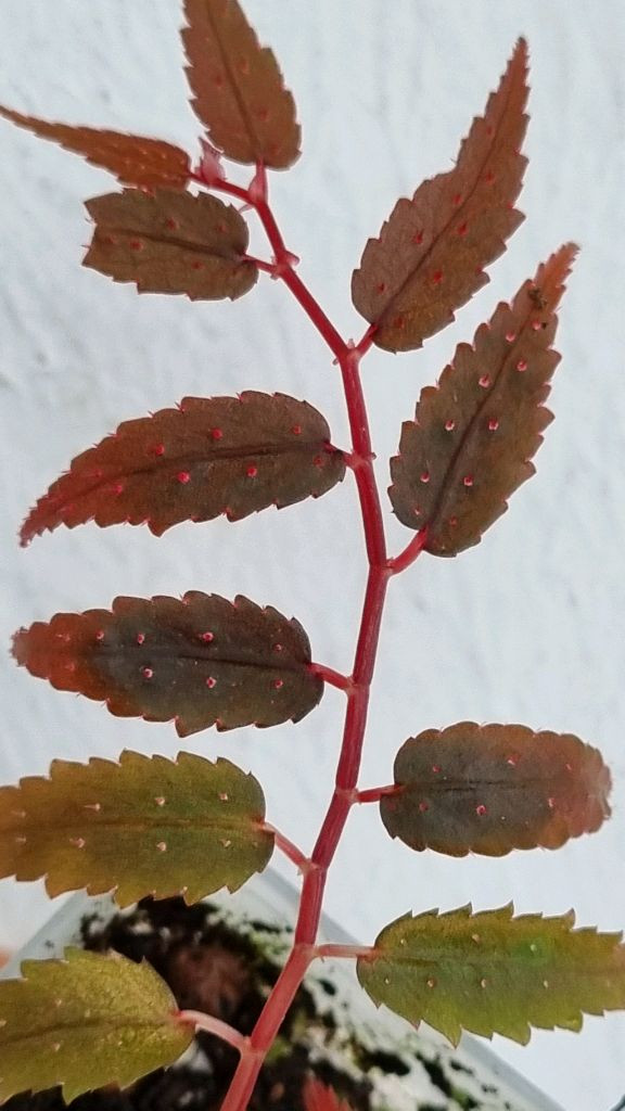 베고니아 프테리디포미스 레드 위드 화이트 스팟--3