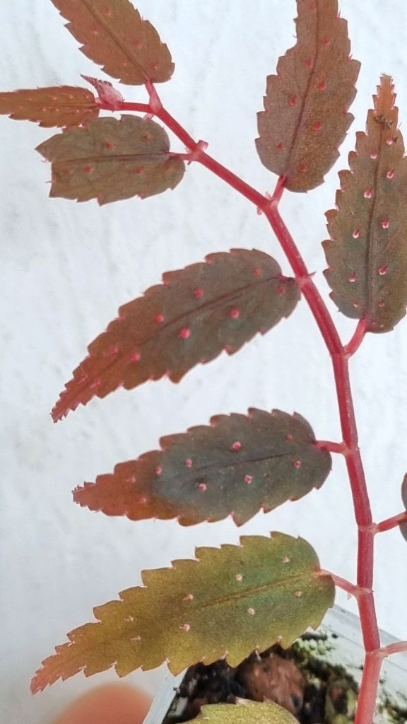 베고니아 프테리디포미스 레드 위드 화이트 스팟--4