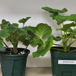 제라늄2종(레드벨루어,에릭레이브파티)