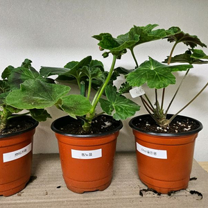 제라늄3종(쁘띠가히,봄노을,choi골든몽)