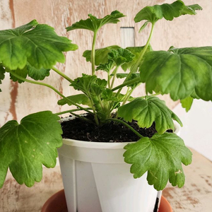 제라늄 심샤르도네