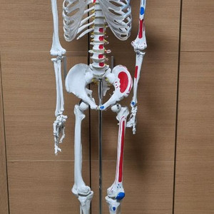 인체 골격 해부학 모형 뼈