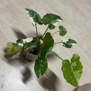 알로카시아 오키나와실버 화이트바리에가타