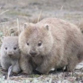 알로항머니 팝니다 100:2.5