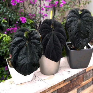 안스리움 ANTHURIUM RG DRESSLERIF2 DARK CLONEX BLACK)X FIB