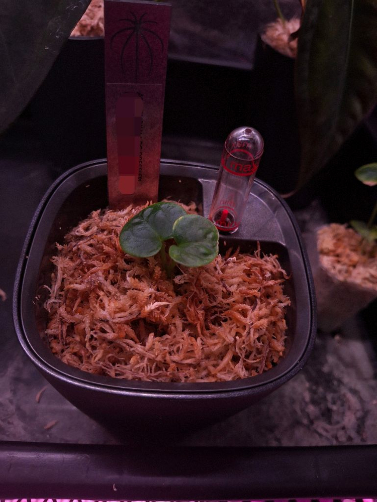 안스리움 ANTHURIUM RG DRESSLERIF2 DARK CLONEX BLACK)X FIB--1