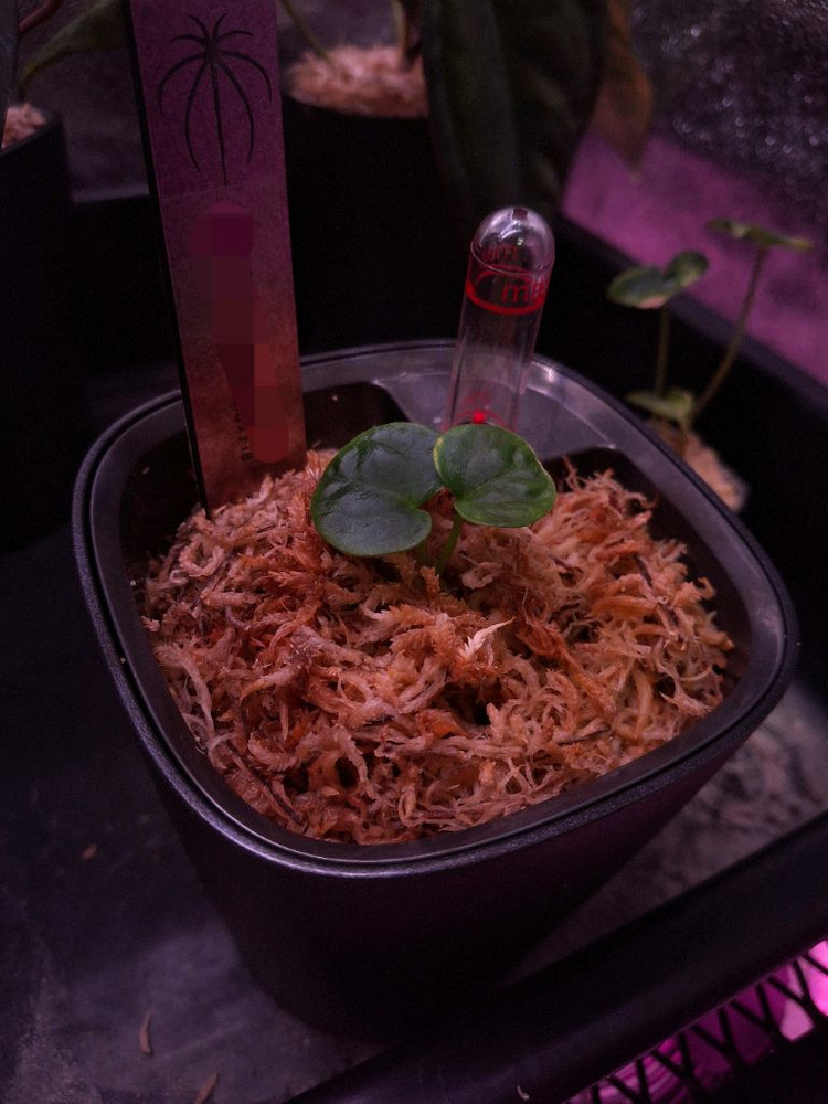 안스리움 ANTHURIUM RG DRESSLERIF2 DARK CLONEX BLACK)X FIB--2