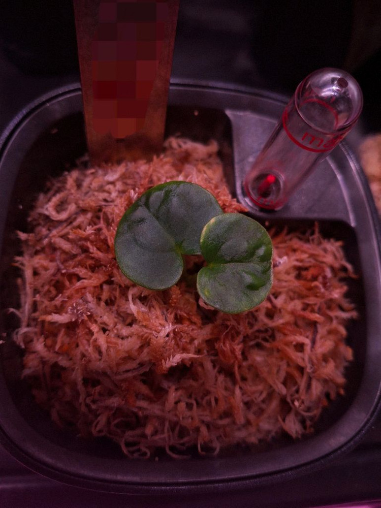 안스리움 ANTHURIUM RG DRESSLERIF2 DARK CLONEX BLACK)X FIB--3