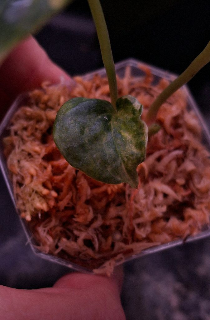 안스리움 클라리 바리--2