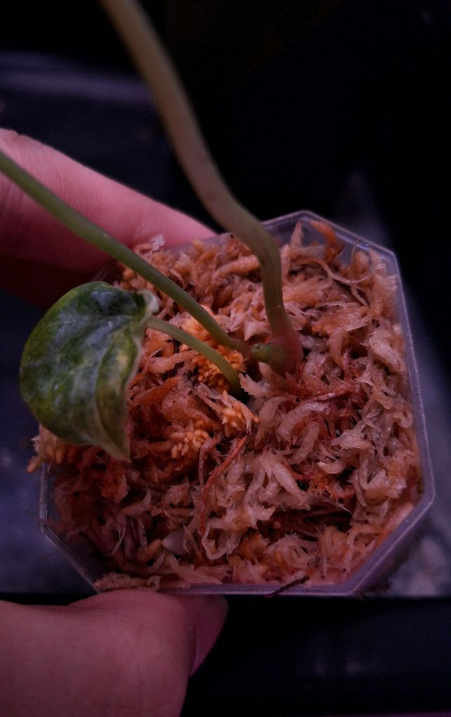 안스리움 클라리 바리--3