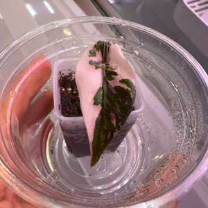 알로카시아 찬트리에 바리에가타 자구묘