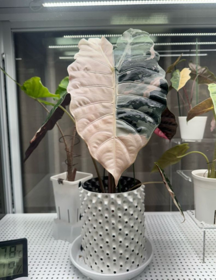 알로카시아 찬트리에 바리에가타 자구묘--2